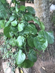 Polyscias scutellaria