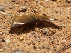 Bebearia mardania