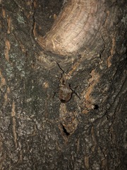 Halyomorpha halys