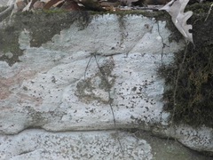 Phlyctis petraea