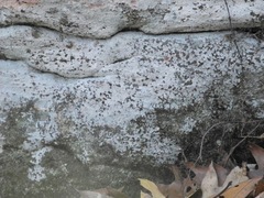 Phlyctis petraea