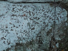 Phlyctis petraea