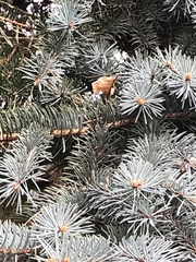 Picea pungens