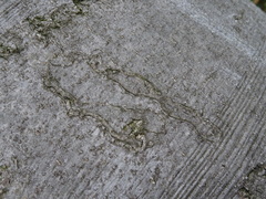 Zimmermannia liebwerdella