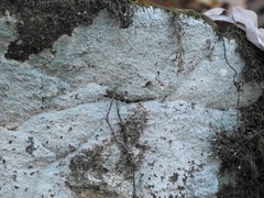 Phlyctis petraea