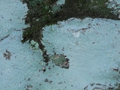 Phlyctis petraea
