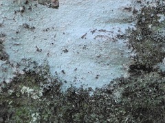 Phlyctis petraea