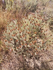 Oedera fruticosa