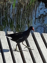 Gallinula chloropus