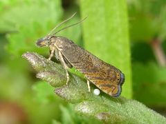 Dichrorampha plumbana