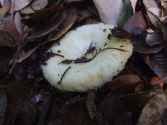 Lactarius resimus