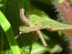 Coleophora conyzae