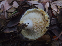 Lactarius resimus