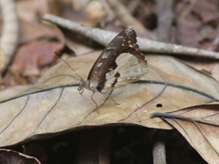 Euriphene gambiae