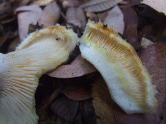 Lactarius resimus