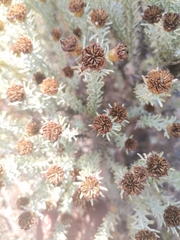 Oedera fruticosa