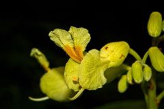 Aesculus pavia flavescens