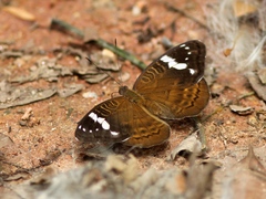 Euriphene simplex