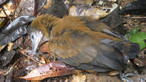 Capuchinbird (Perissocephalus tricolor), photo 8