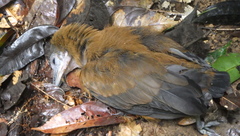 Perissocephalus tricolor