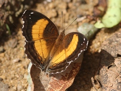 Junonia terea terea