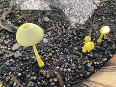 Leucocoprinus birnbaumii image