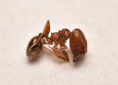 Pheidole tetra