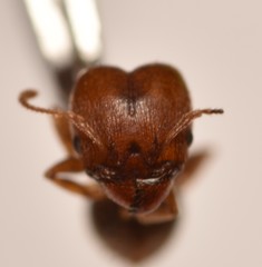 Pheidole tetra