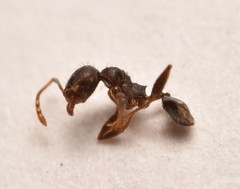 Pheidole tetra