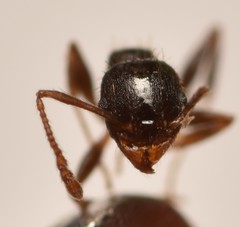 Pheidole tetra