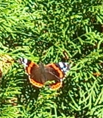 Vanessa atalanta