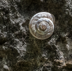 Oreohelix concentrata