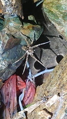 Dolomedes raptor