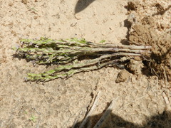 Striga gesnerioides