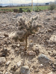 Cylindropuntia echinocarpa