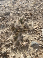Cylindropuntia echinocarpa