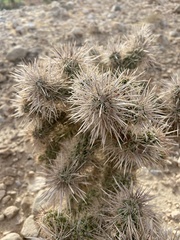 Cylindropuntia echinocarpa