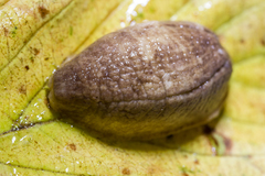 Testacella haliotidea
