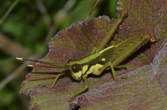 Aeolacris octomaculata