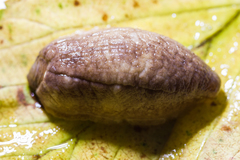 Testacella haliotidea