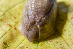 Testacella haliotidea