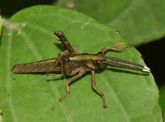 Aeolacris