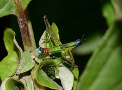 Eumastax salazari