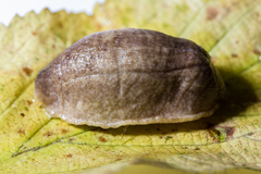 Testacella haliotidea