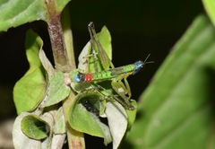 Eumastax salazari