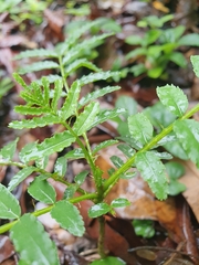 Zanthoxylum rhoifolium