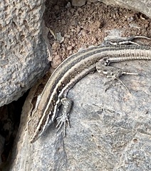 Gallotia caesaris gomerae