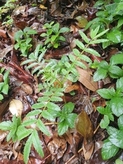 Zanthoxylum rhoifolium