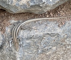 Gallotia caesaris gomerae