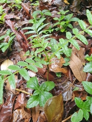 Zanthoxylum rhoifolium